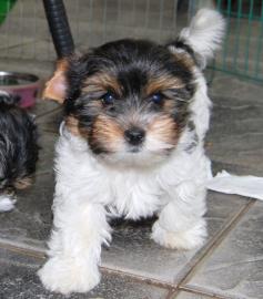 Yorkshire biewer terrier welpen