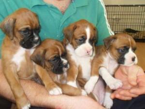 m�nnliche und weibliche Beagle-Welpen