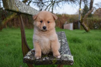 Qualit?t Pomsky Welpen!!!