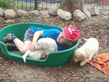 Golden Retriever Welpen