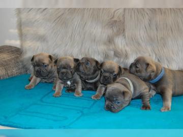 Franz�sische Bulldogge Welpen