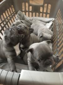Franz�siche Bulldogg Welpen mit Papiere