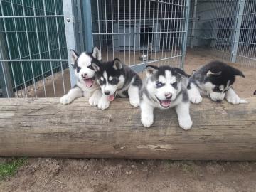 Charmante Siberian Husky Welpen