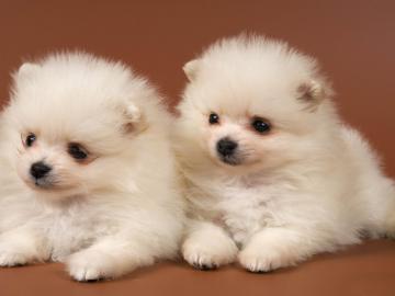 Pomeranian, Zwergspitz R�de und Hundin