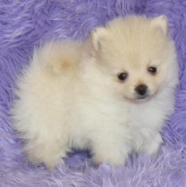 Pomeranian, Zwergspitz R�de und Hundin