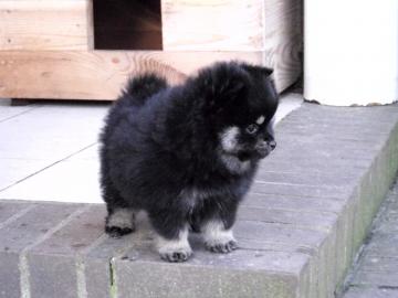 Pomeranian, Zwergspitz R�de und Hundin