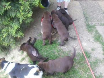 labrador welpen