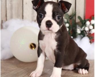 Erh?ltlich Boston Terrier Welpen mit pap