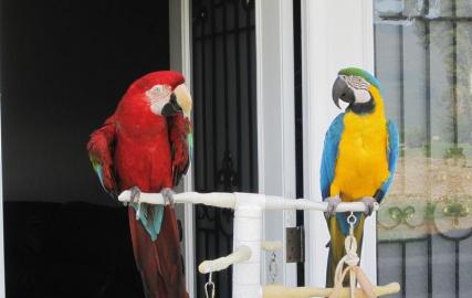 Ara Papagei mit Zubeh�r und Papiere