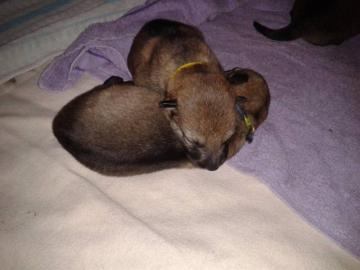 Tschechoslowakischer Wolfshund Welpen