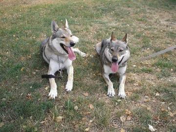 Tschechoslowakischer Wolfshund Welpen