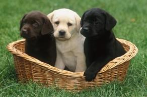 Labrador Welpen mit Papieren