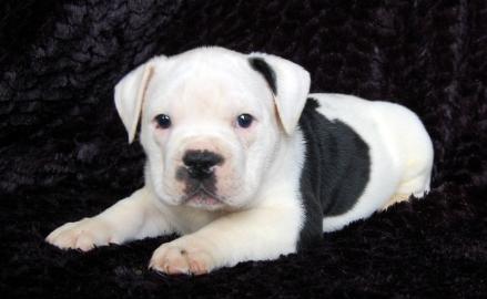 Schwarz-wei�er English Bulldog R�de (Wel