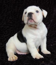 Schwarz-wei�er English Bulldog R�de (Wel