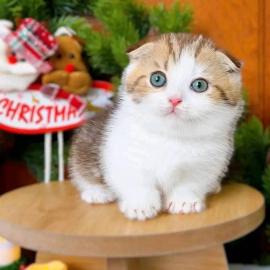 Munchkin-K�tzchen ab sofort verf�gbar