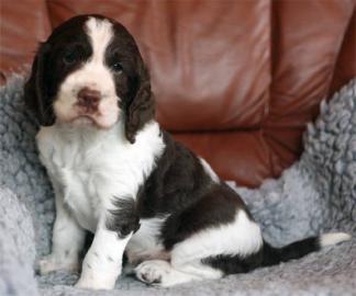 Englisch Springer Spaniel � Welpen