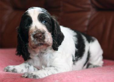 Englisch Springer Spaniel � Welpen