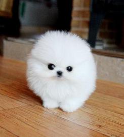 Super nette Pomeranian Welpen Verf�gbar