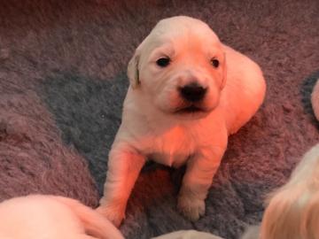 Reinrassige Golden retriever Welpen.  .  . 