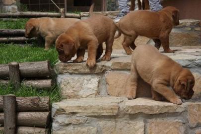 Reinrassige kraftvolle Bordeaux Doggen W
