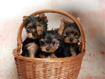 S��er Yorkshire Terrier Welpe Zum Versch