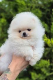 Gesunde Pomeranian-Welpen zur Adoption v