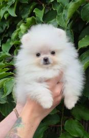 Gesunde Pomeranian-Welpen zur Adoption v
