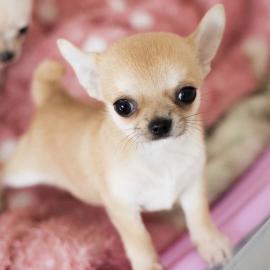Chihuahua Welpen Reinrassig