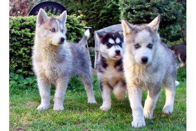 Wundersch�ne Siberian Husky Welpen zu ve