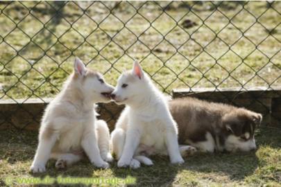 Wundersch�ne Siberian Husky Welpen zu ve