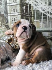 Wundersch�ne englische Bullenhunde mit W