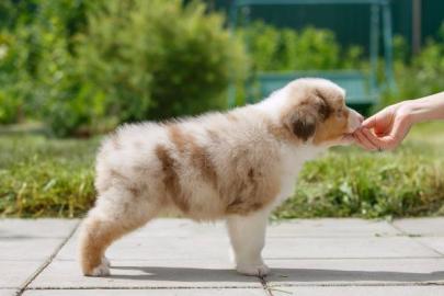 Australian Shepherd Welpen