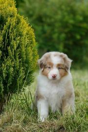 Australian Shepherd Welpen