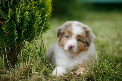 Australian Shepherd Welpen