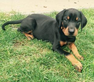 Dobermannwelpen nur in Beste H�nde abzug
