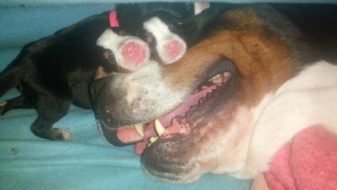 Grosser Schweizer Sennenhund - Welpen mi