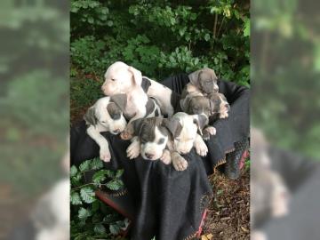 American Pitbull Blueline Welpen / Blue