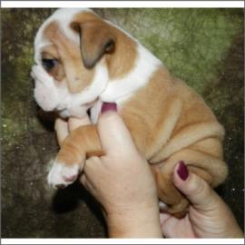 Englisch Bulldogge Welpen zur Verf?gun