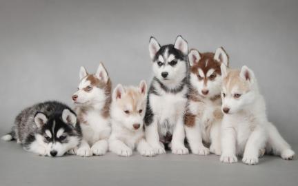 Blaue Augen Siberian Husky Welpen