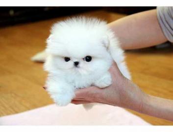 Reinrassige Zwergspitz (mini) Pomerania