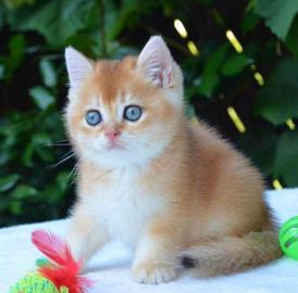 BKH Kitten Reinrassig mit Stammbaum