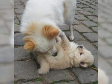 Pomeranian zwergspitz