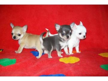 Chihuahua-Welpen m�nnlich und weiblich v