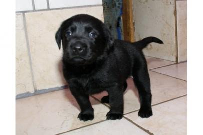 Labrador Welpen Braun und Schwarz mit Pa