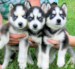 blaue Augen Siberian Husky Welpen
