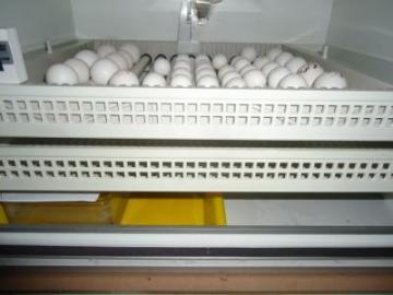 Baby Papageien und fruchtbaren Eier zum