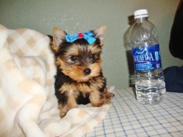 Total s�sse Yorkshire Terrier Welpen