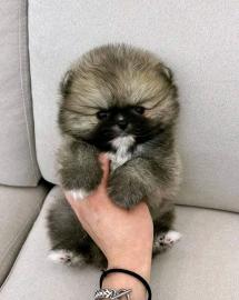 Sch�n Pomeranian Zwergspitz weiss Welpe