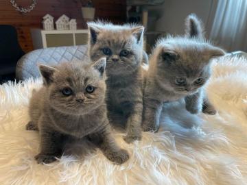 BKH Kitten Reinrassig mit Stammbaum