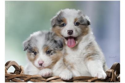 Typvolle Australian Shepherd Welpen